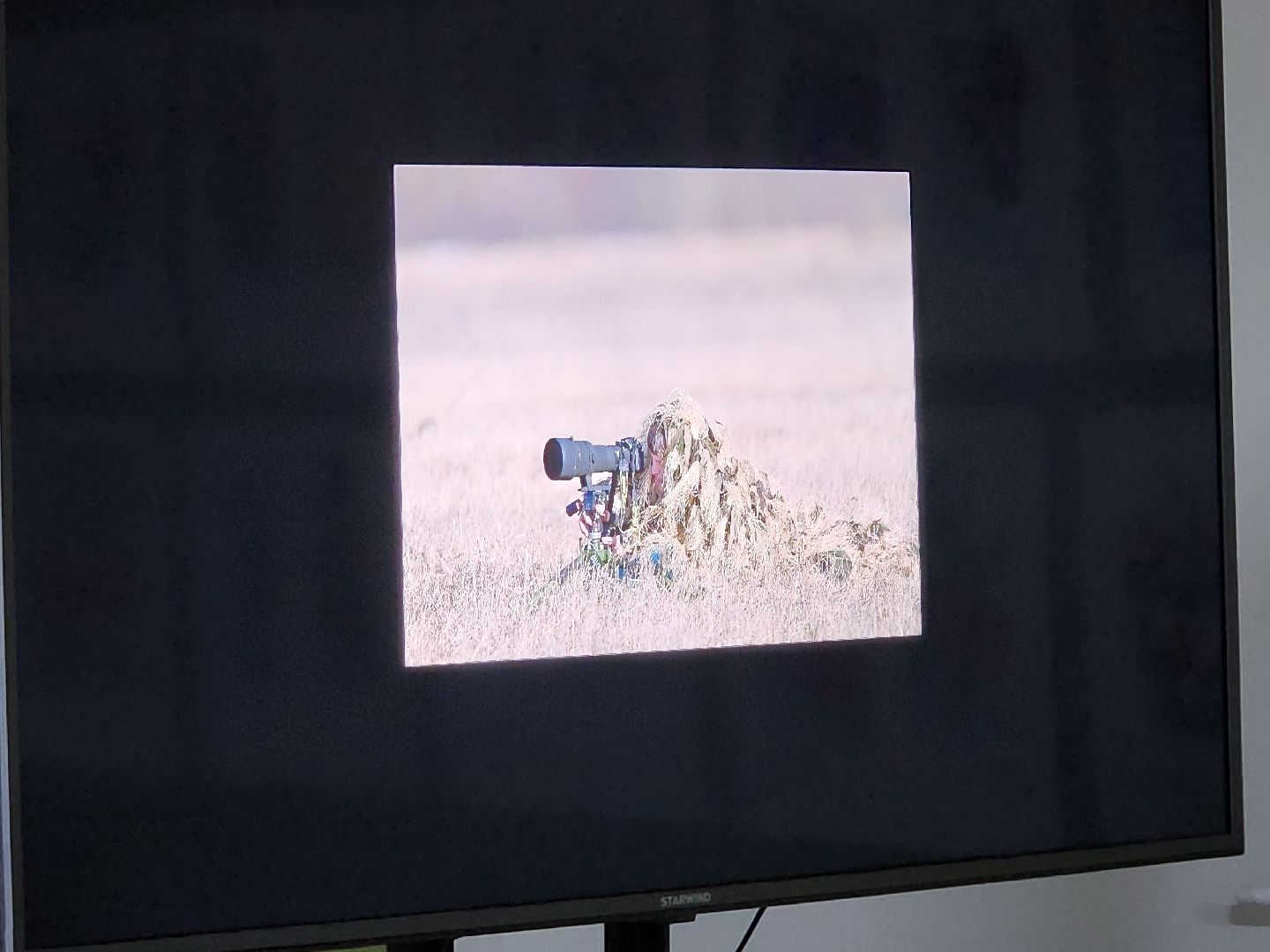 сергиев посад, сергиево-посадский городской округ, роман лобанов, фотограф-анималист, фотограф-натуралист, первозданная россия, фото журавлей, совы, сайгаки, золотая черепаха,