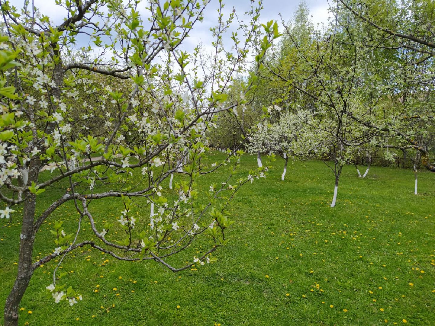 парки, сад, Нахабино