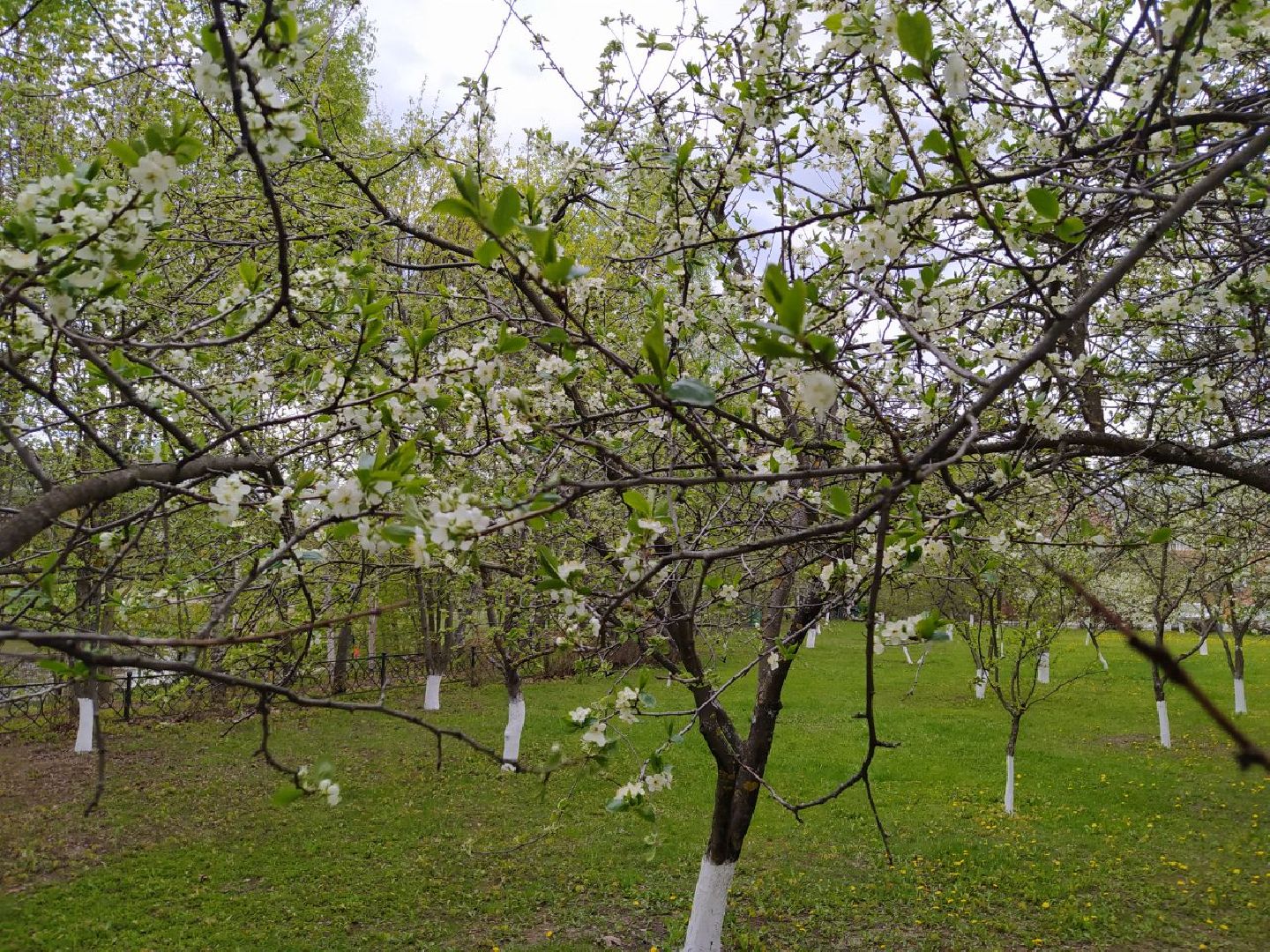 парки, сад, Нахабино