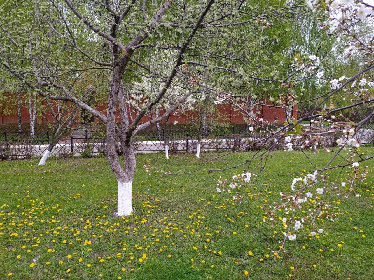 парки, сад, Нахабино