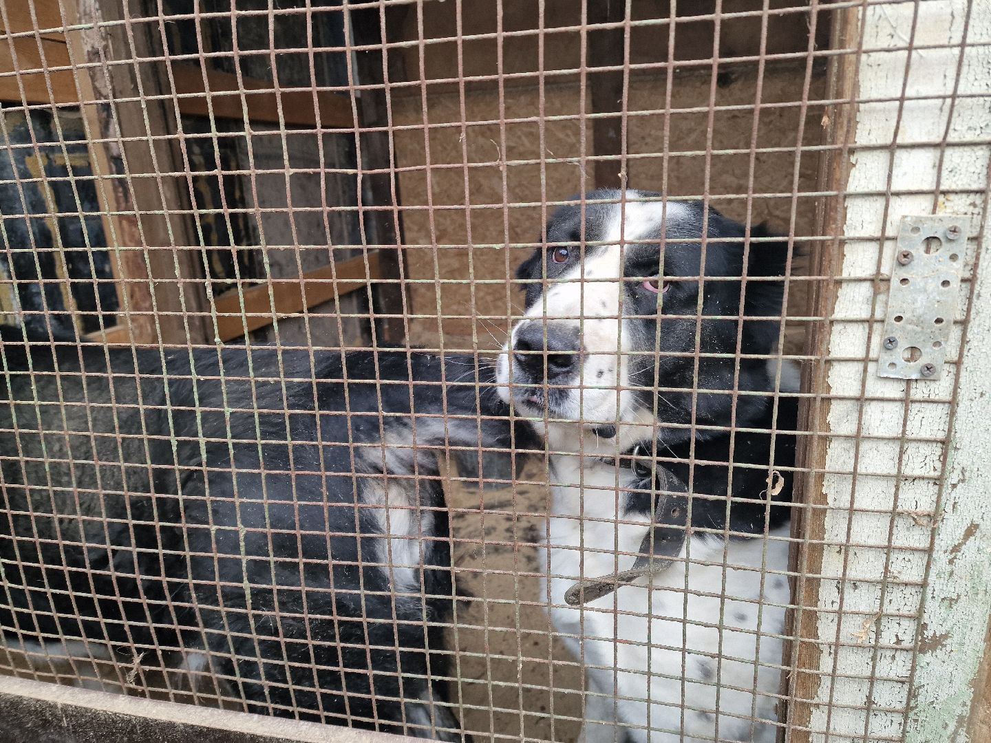 добрые прогулки в Балашихе, конный клуб пелагея в балашихе, помощь семьям участников сво,