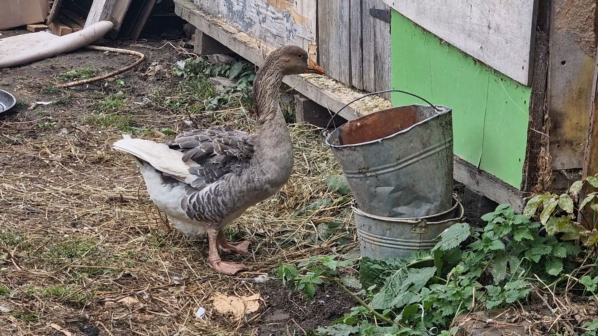 добрые прогулки в Балашихе, конный клуб пелагея в балашихе, помощь семьям участников сво,
