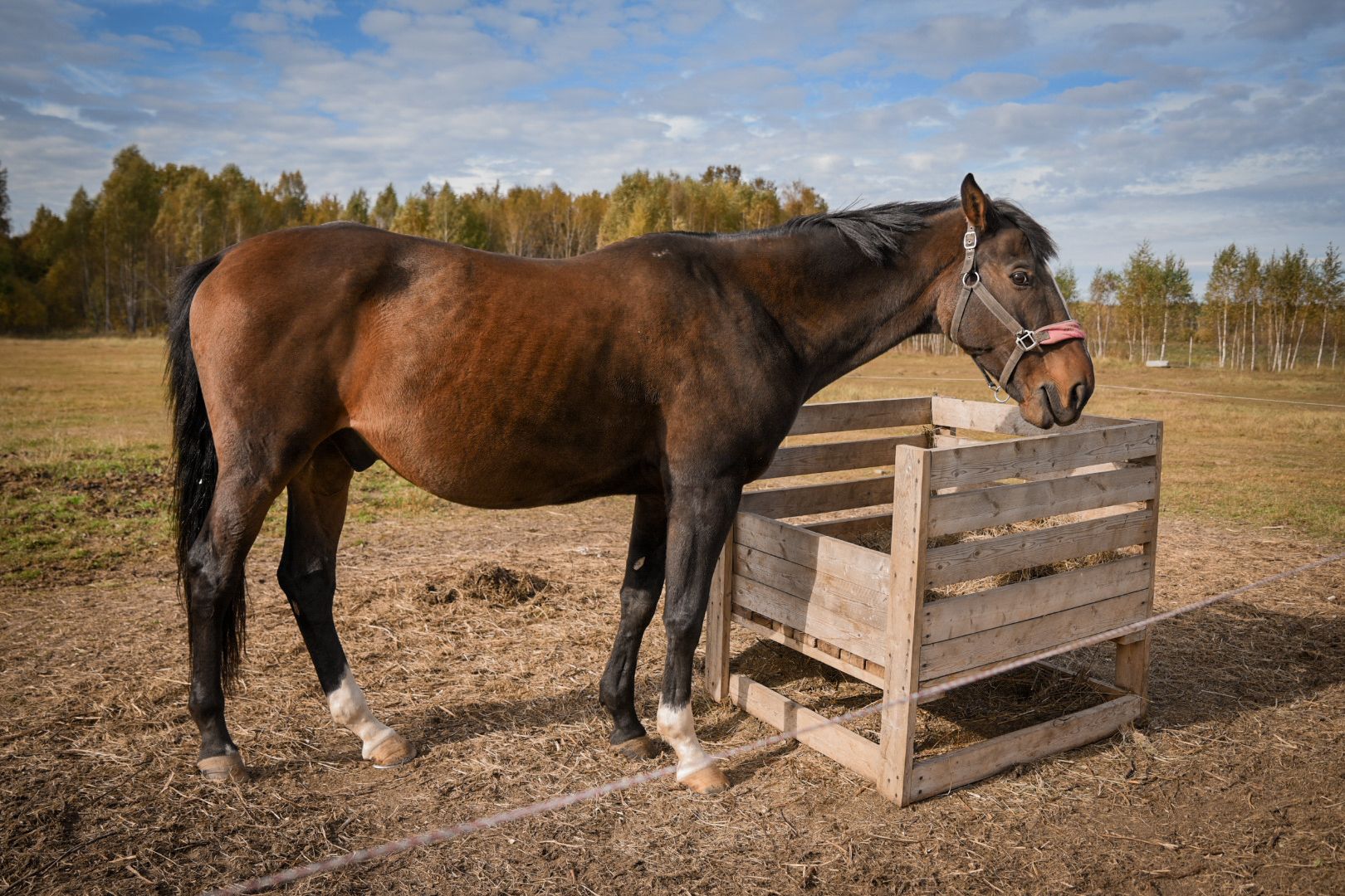 дети, конный клуб салтыково, конные прогулки , катание на лошадях,