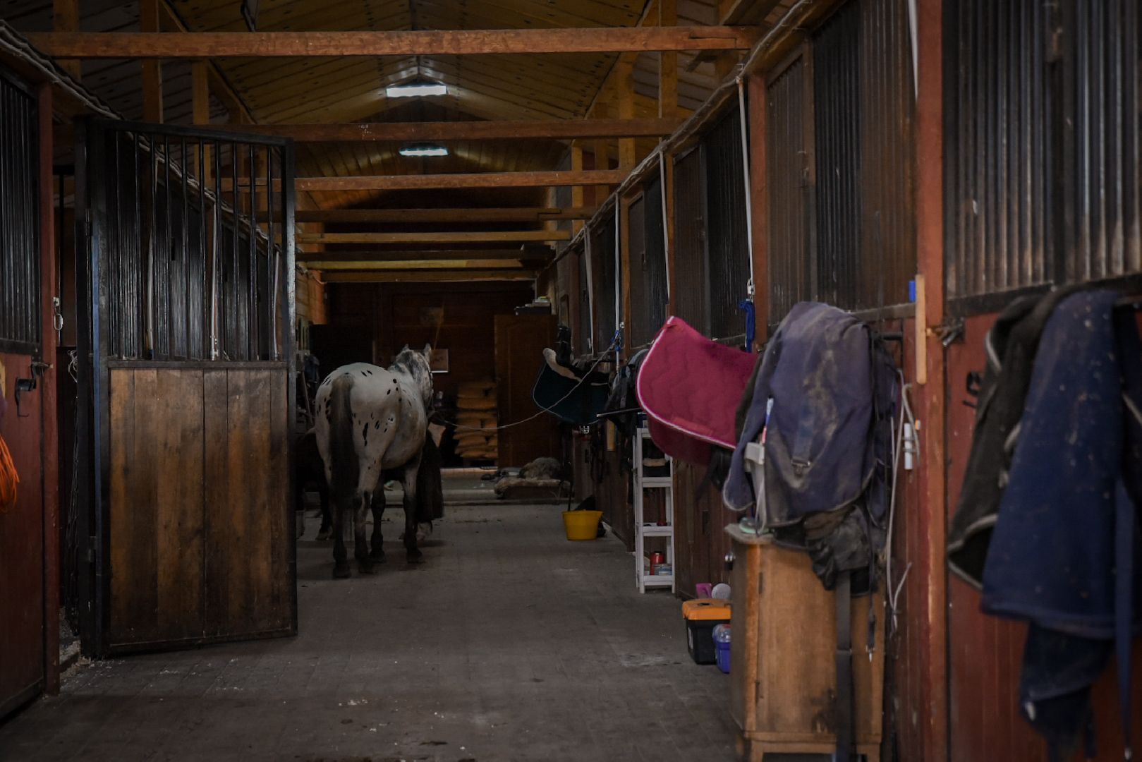 дети, конный клуб салтыково, конные прогулки , катание на лошадях,