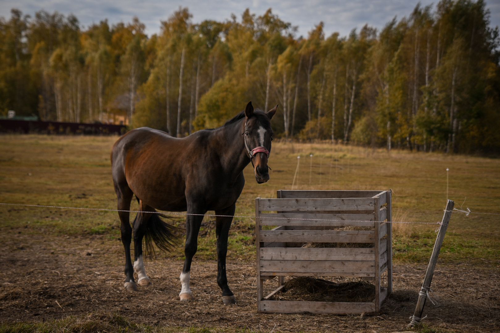 дети, конный клуб салтыково, конные прогулки , катание на лошадях,