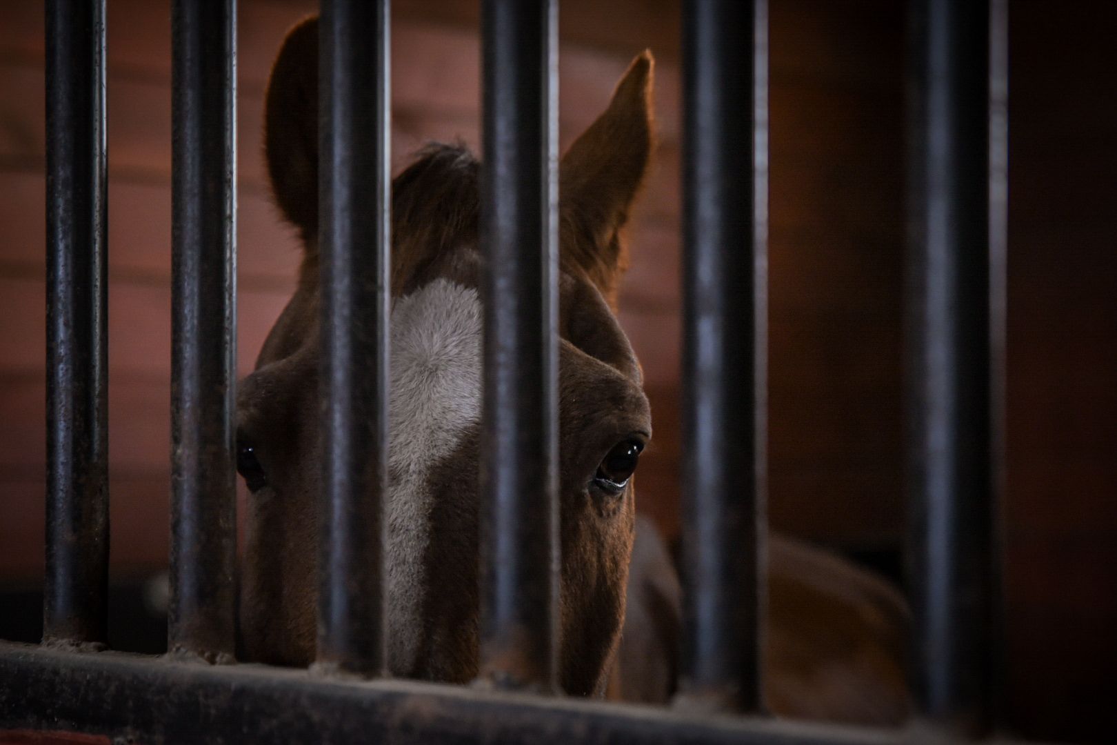 дети, конный клуб салтыково, конные прогулки , катание на лошадях,