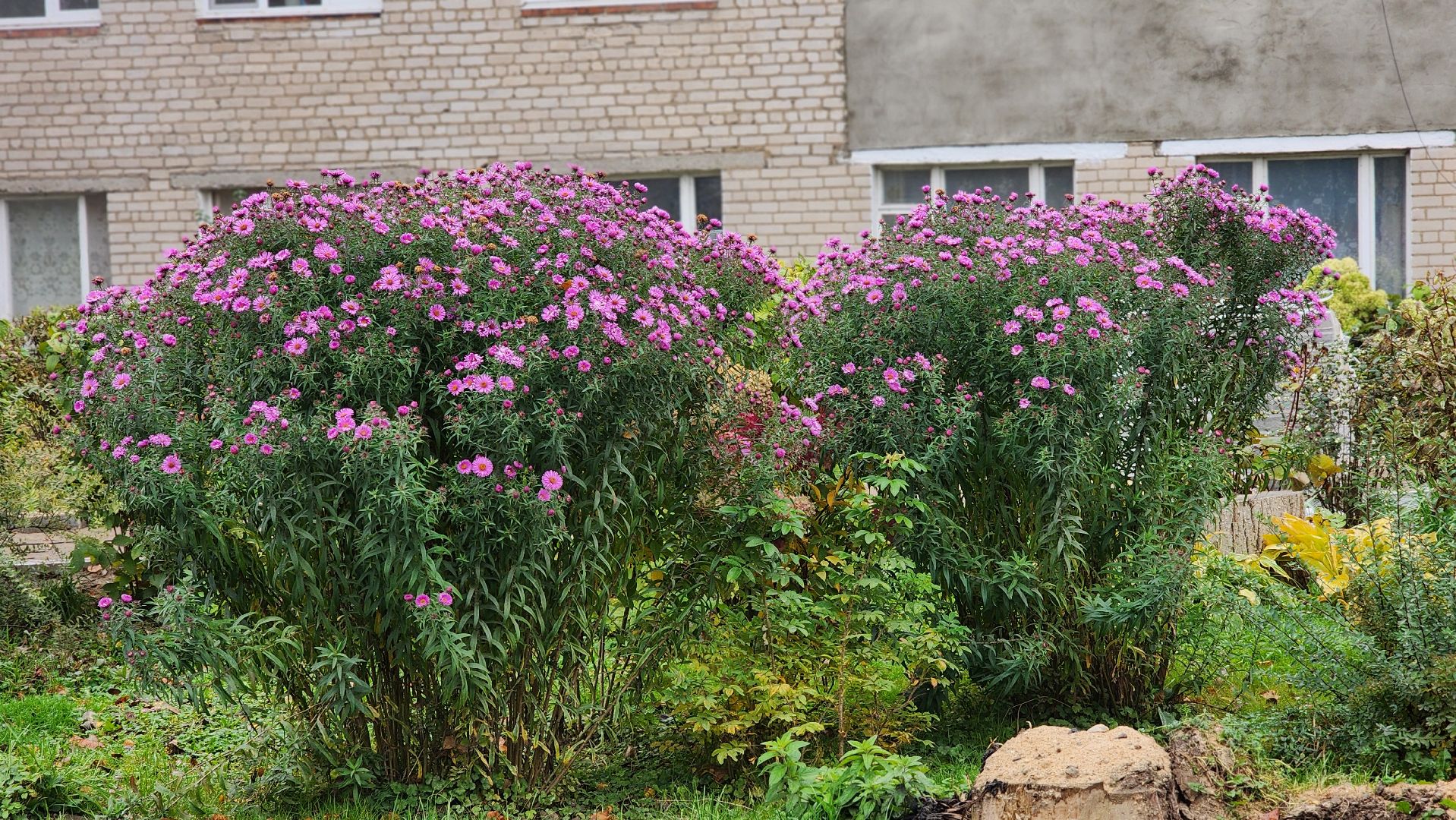 Благоустройство, Руза, Сквер,