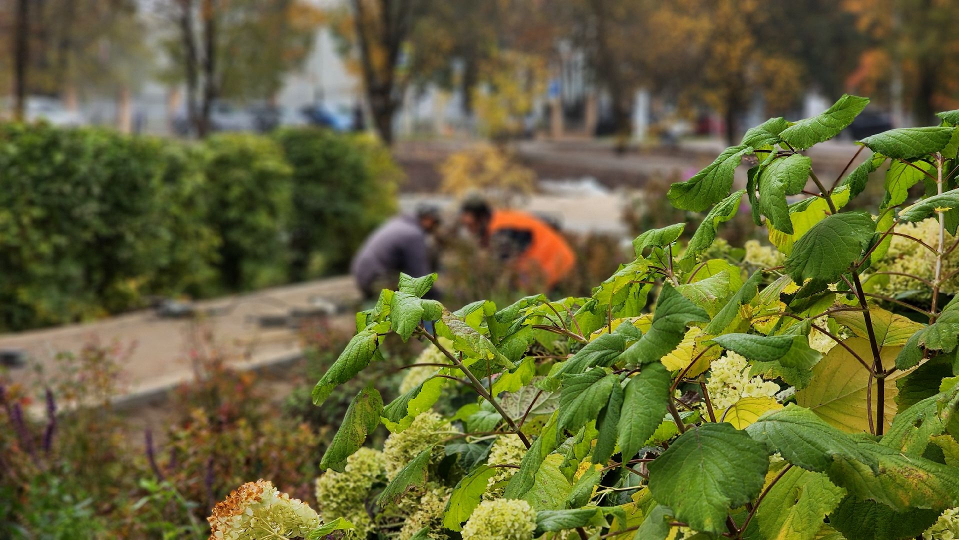 Благоустройство, Руза, Сквер,