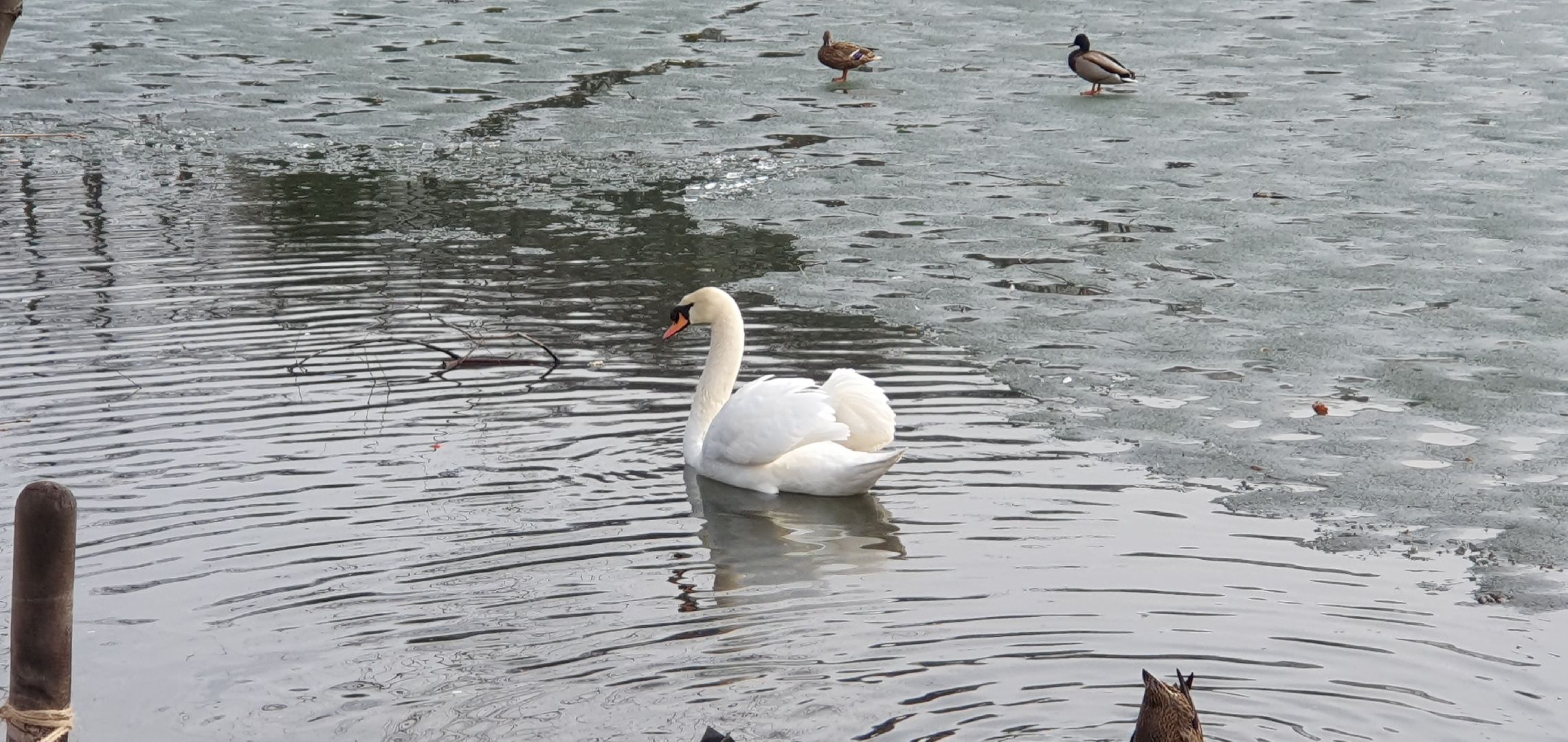 Монастырь, Дзержинский, природа, экология