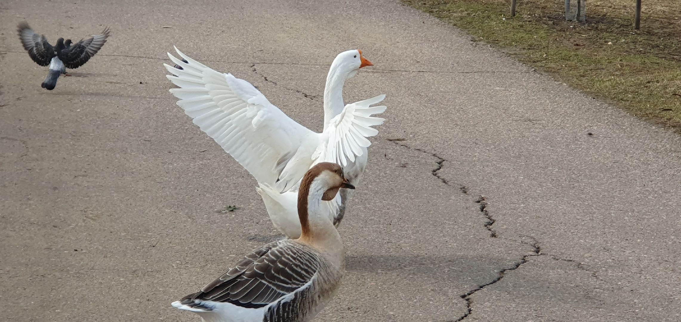 Монастырь, Дзержинский, природа, экология