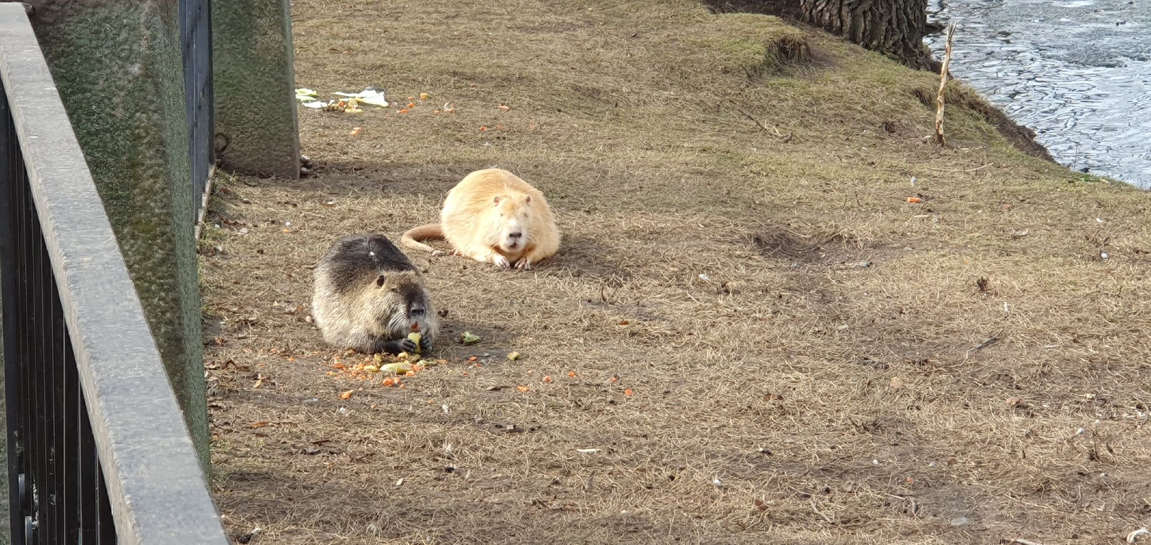 Монастырь, Дзержинский, природа, экология