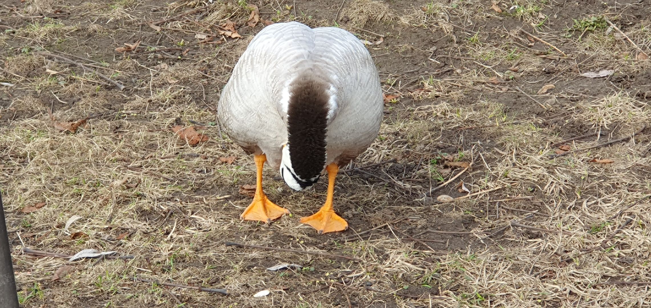 Монастырь, Дзержинский, природа, экология