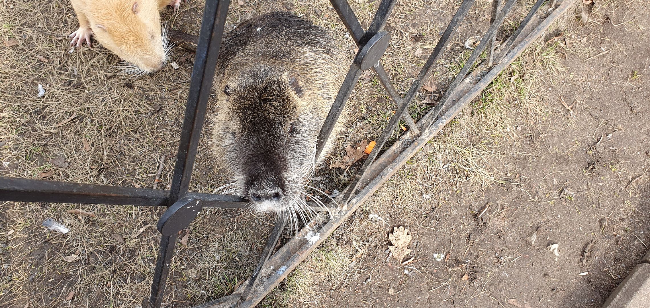 Монастырь, Дзержинский, природа, экология