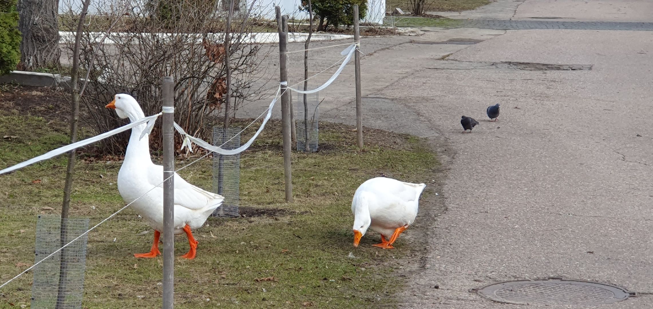 Монастырь, Дзержинский, природа, экология