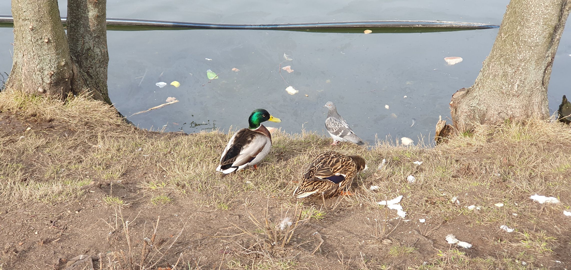 Монастырь, Дзержинский, природа, экология