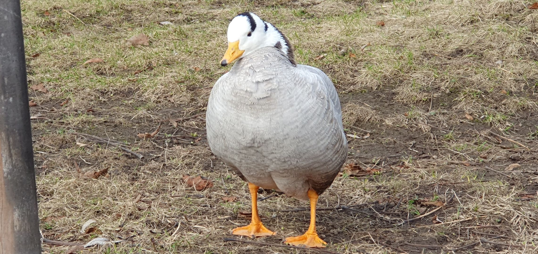 Монастырь, Дзержинский, природа, экология