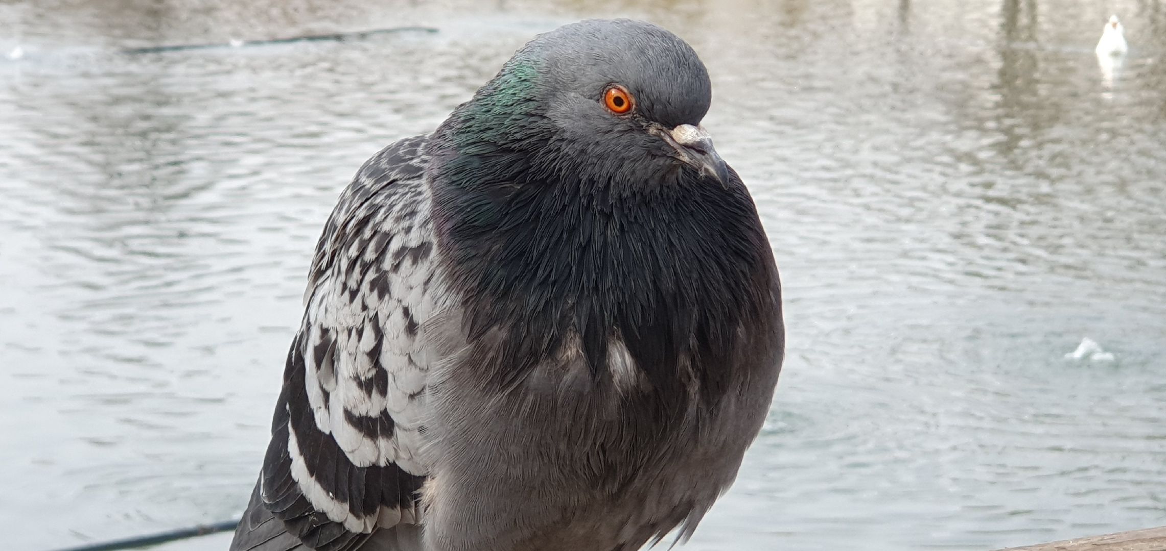 Монастырь, Дзержинский, природа, экология