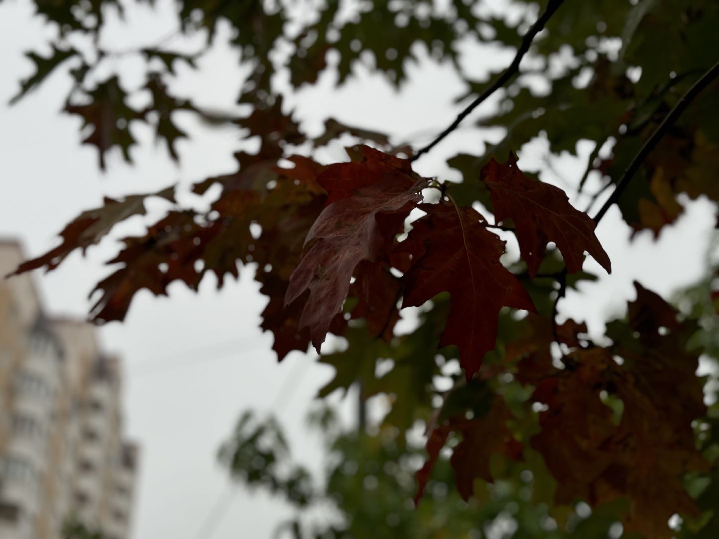 благоустройство 2025, сквер , ленинский городской округ,