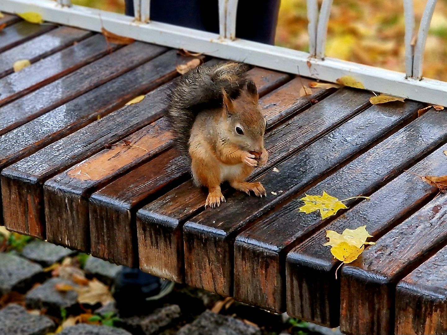 воскресенск, кривякино, осенние каникулы,