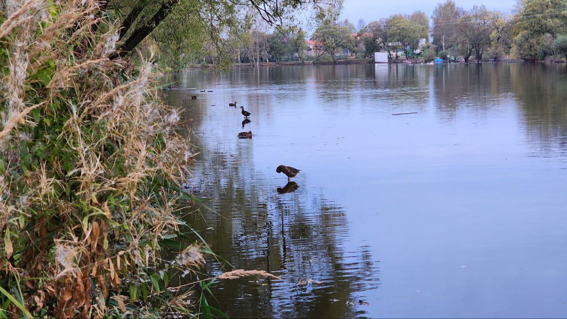 Дмитров, Подсадные утки, Соревнование охотников,