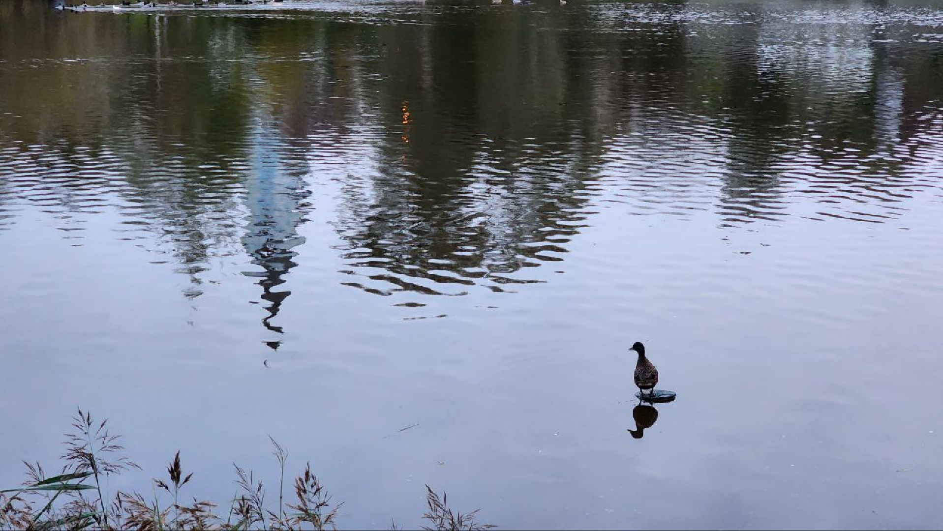 Дмитров, Подсадные утки, Соревнование охотников,