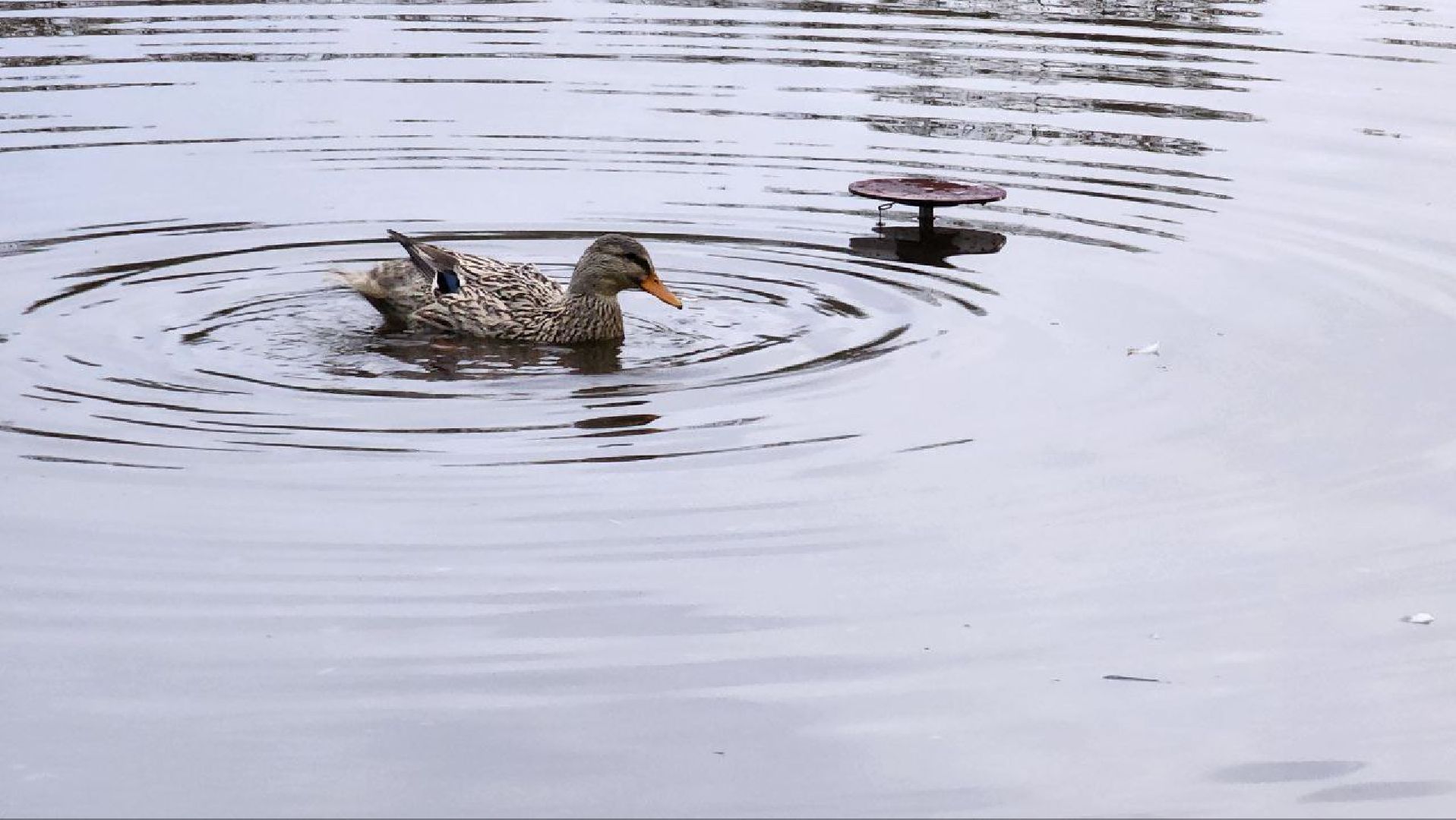 Дмитров, Подсадные утки, Соревнование охотников,