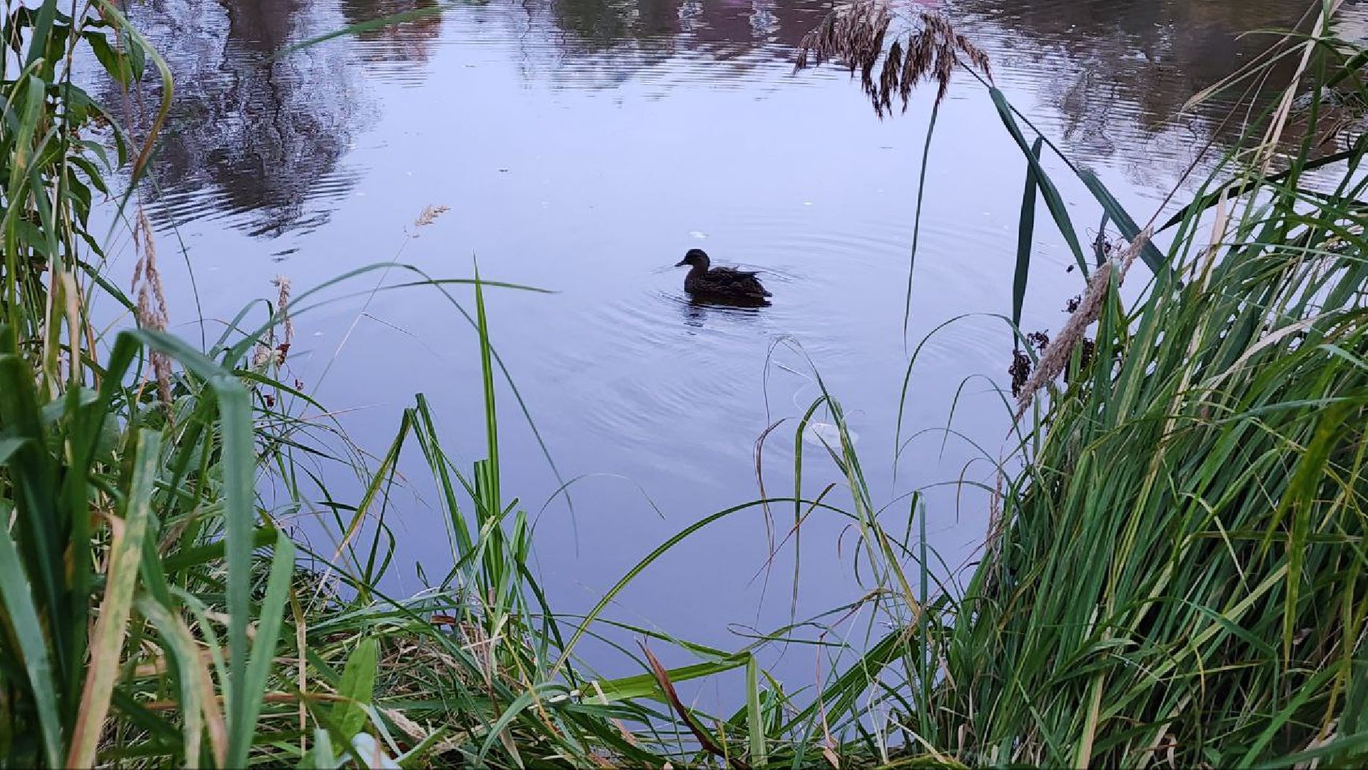 Дмитров, Подсадные утки, Соревнование охотников,
