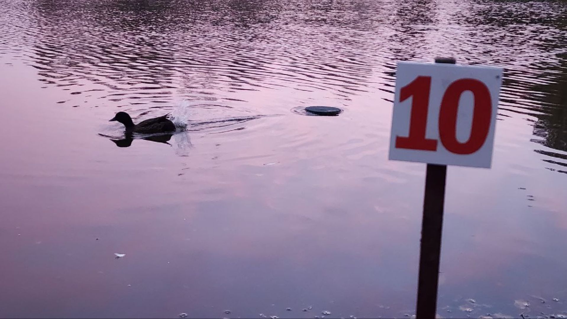 Дмитров, Подсадные утки, Соревнование охотников,