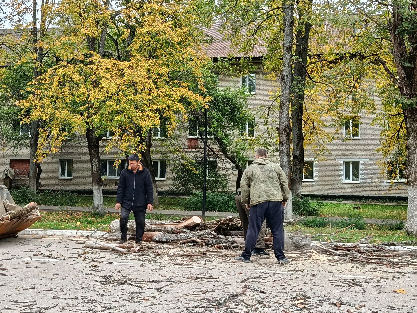 городской округ восход, благоустройство, сухостой, спил деревьев, сухостойные деревья,
