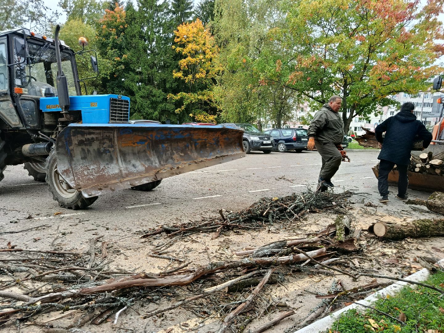 городской округ восход, благоустройство, сухостой, спил деревьев, сухостойные деревья,