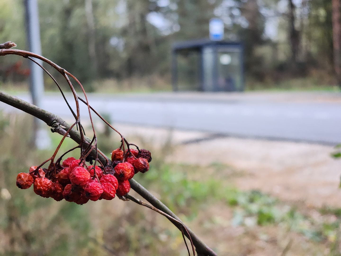 общественный транспорт, остановка, автобусная остановка, старая купавна, богородский городской округ,