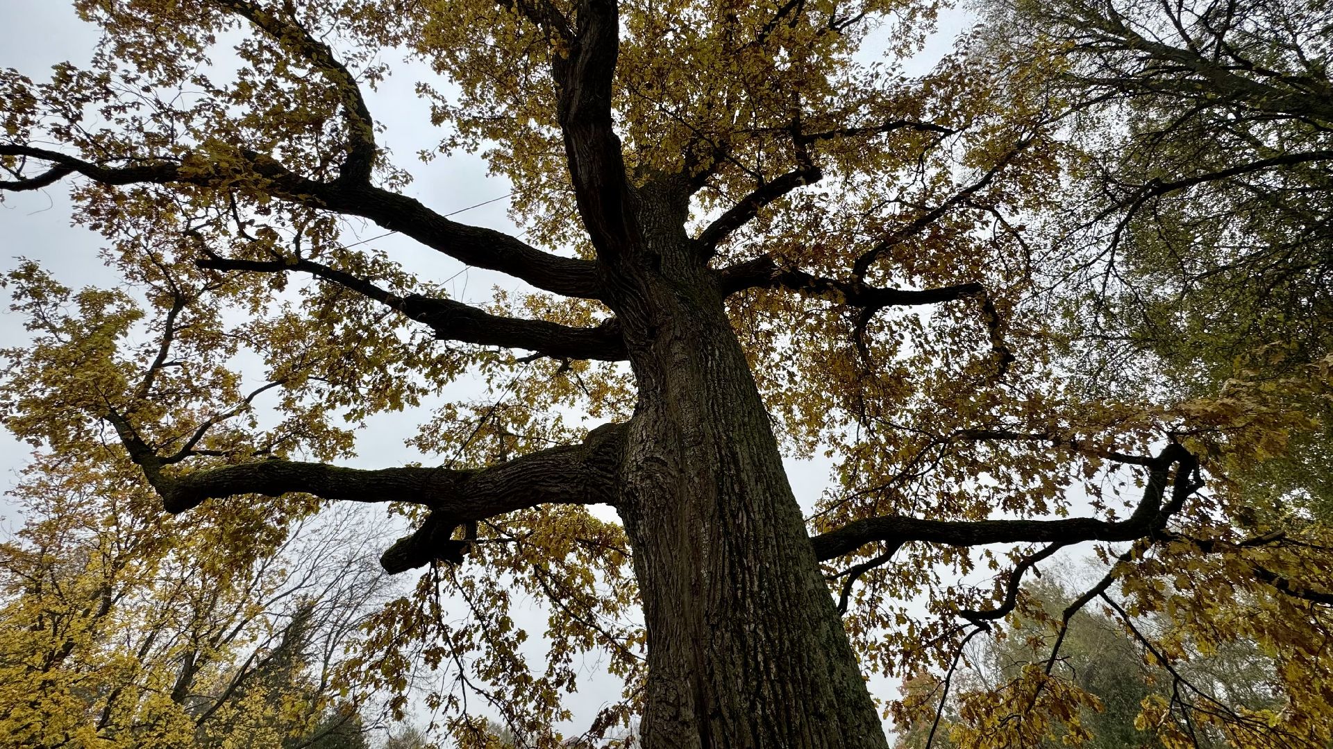 Абрамцево, музей-заповедник абрамцево, абрамцевский дуб,