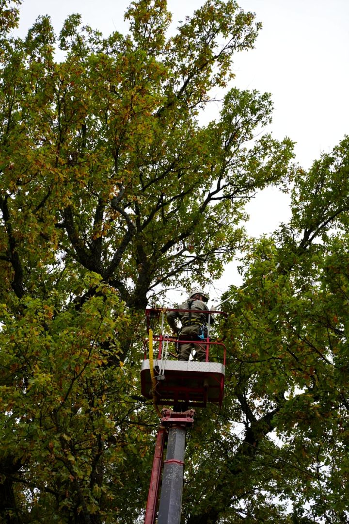 Абрамцево, музей-заповедник абрамцево, абрамцевский дуб,