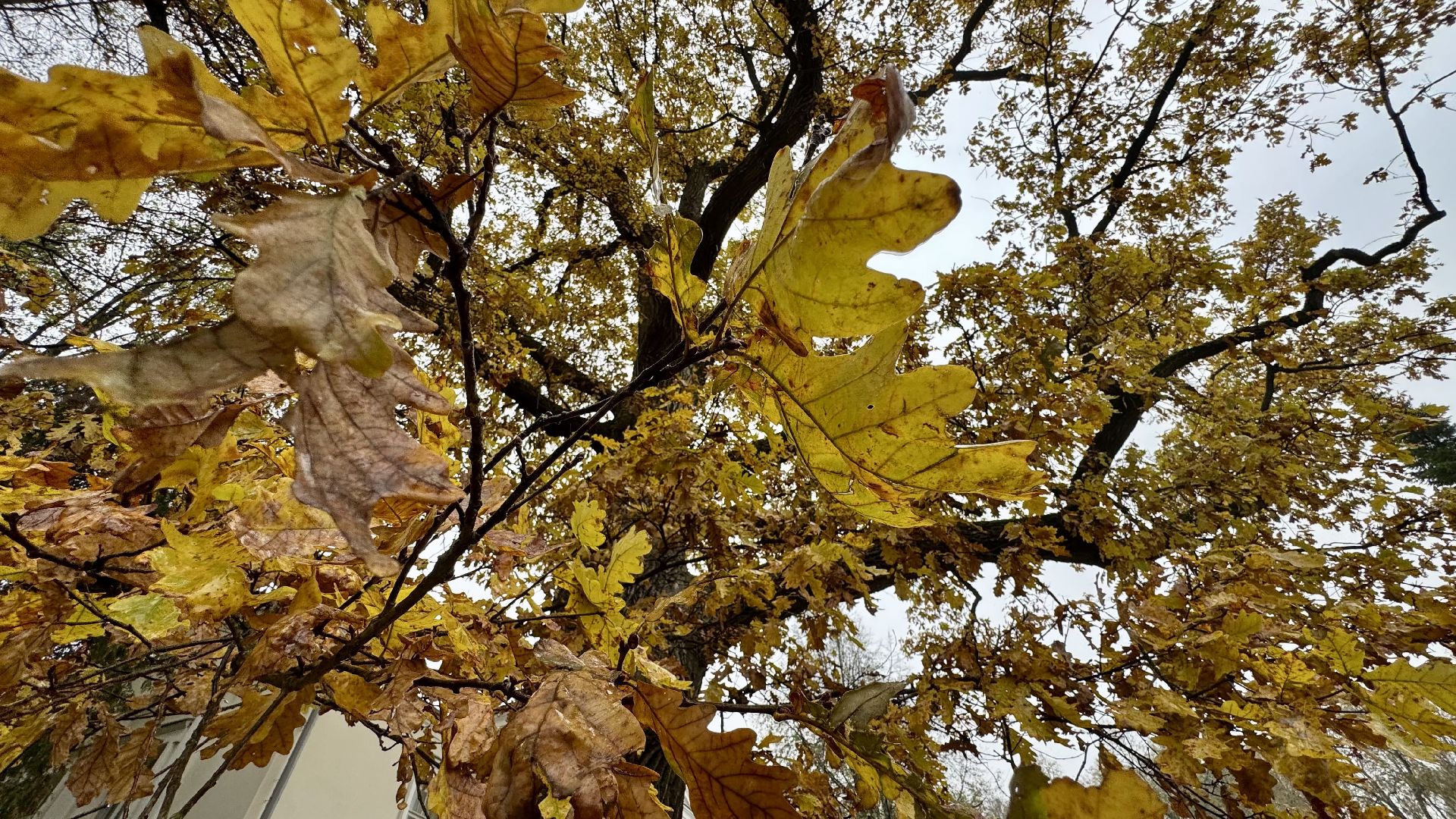 Абрамцево, музей-заповедник абрамцево, абрамцевский дуб,