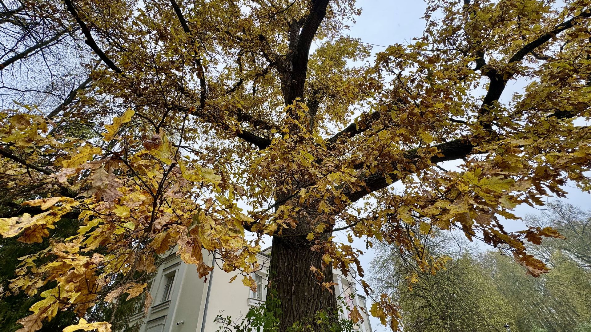 Абрамцево, музей-заповедник абрамцево, абрамцевский дуб,