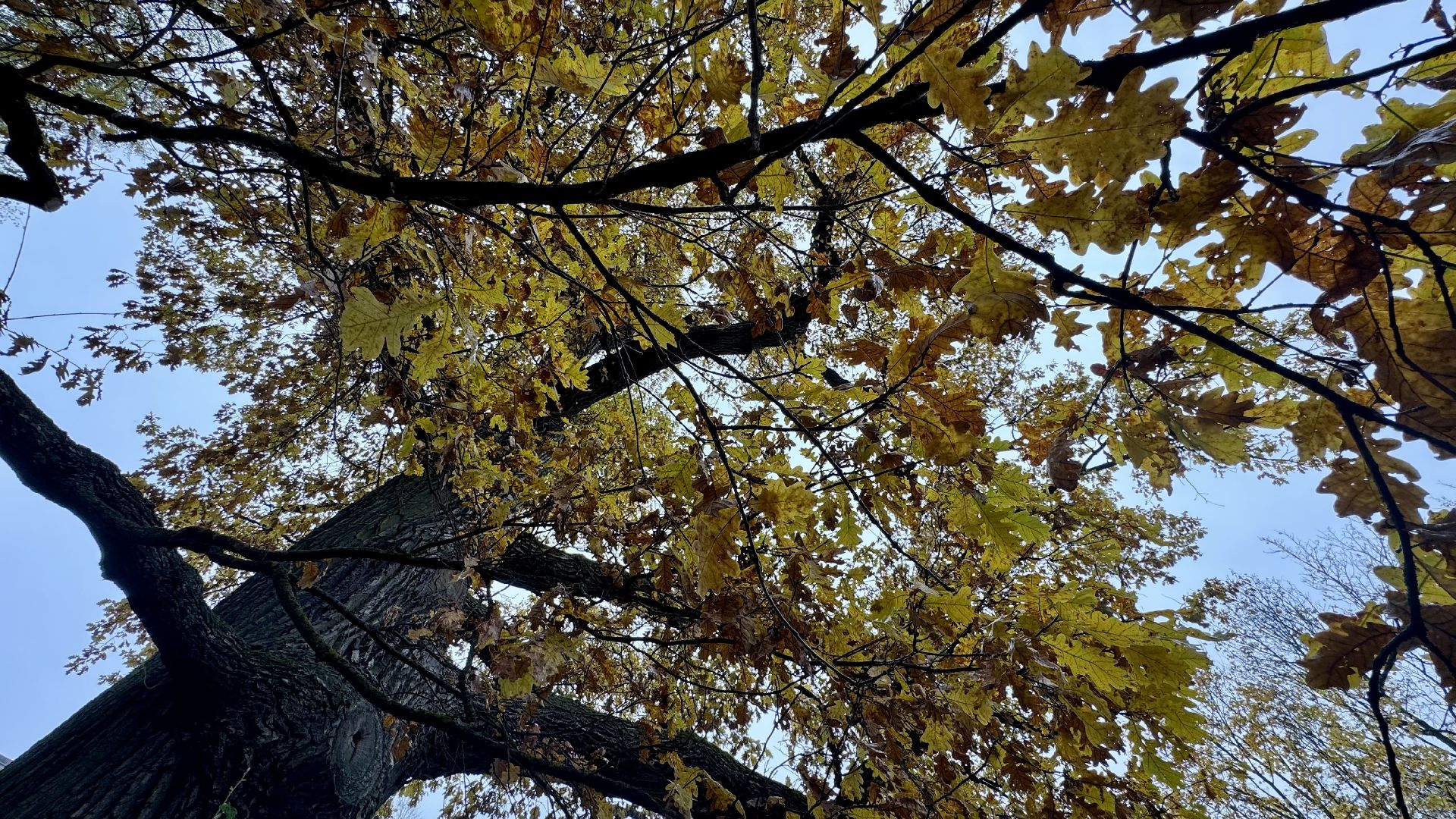 Абрамцево, музей-заповедник абрамцево, абрамцевский дуб,