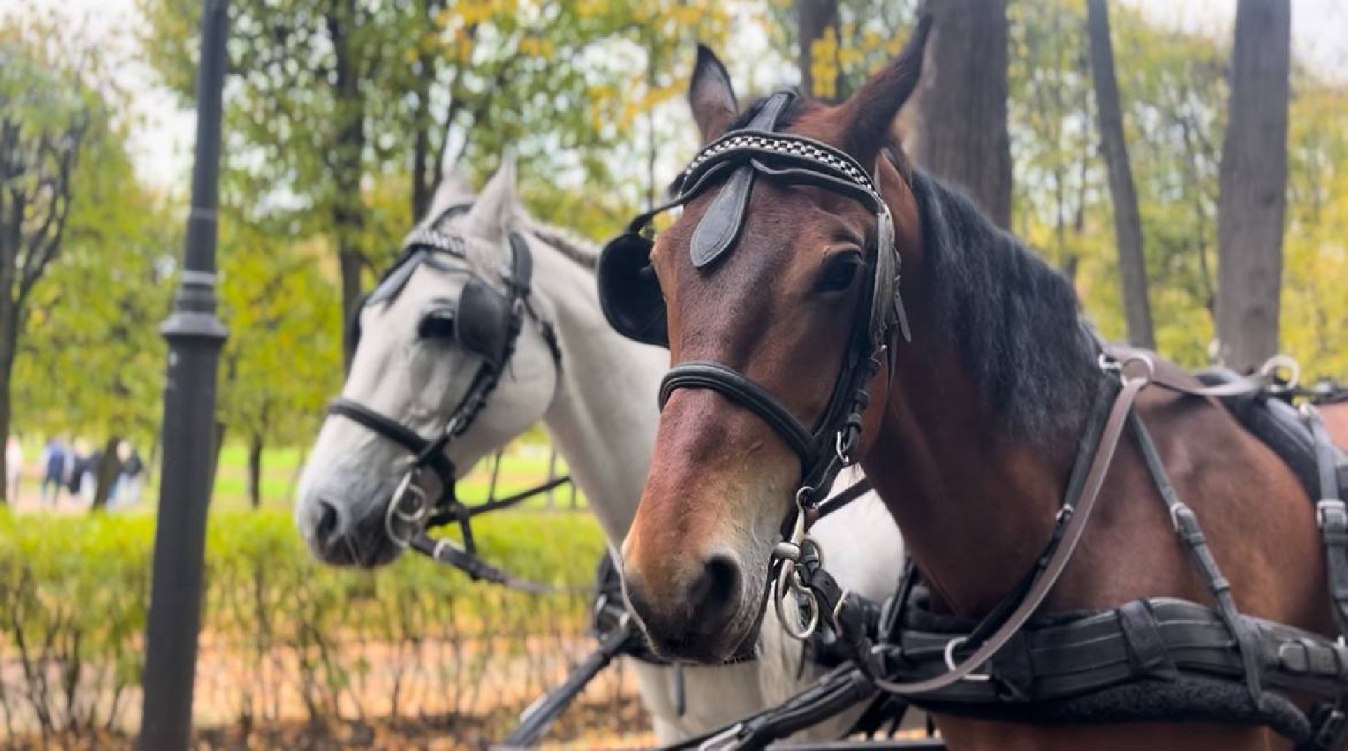 красногорск, лошади, усадьба, прогулка,