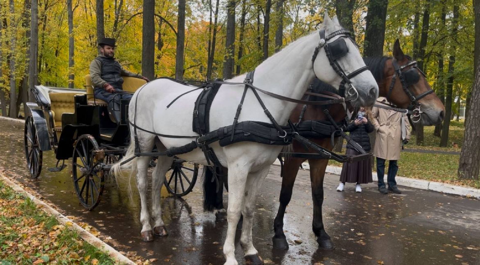 красногорск, лошади, усадьба, прогулка,