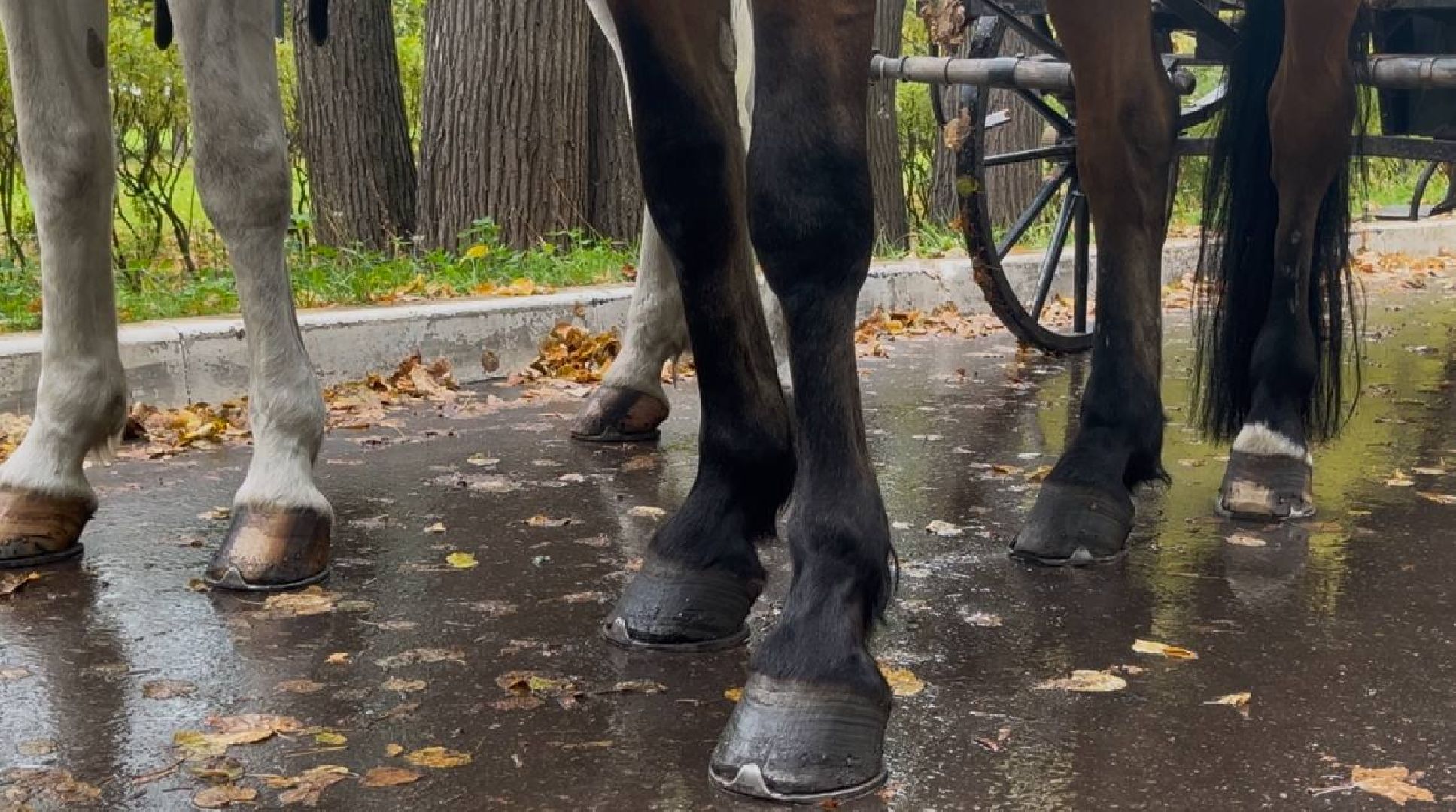 красногорск, лошади, усадьба, прогулка,