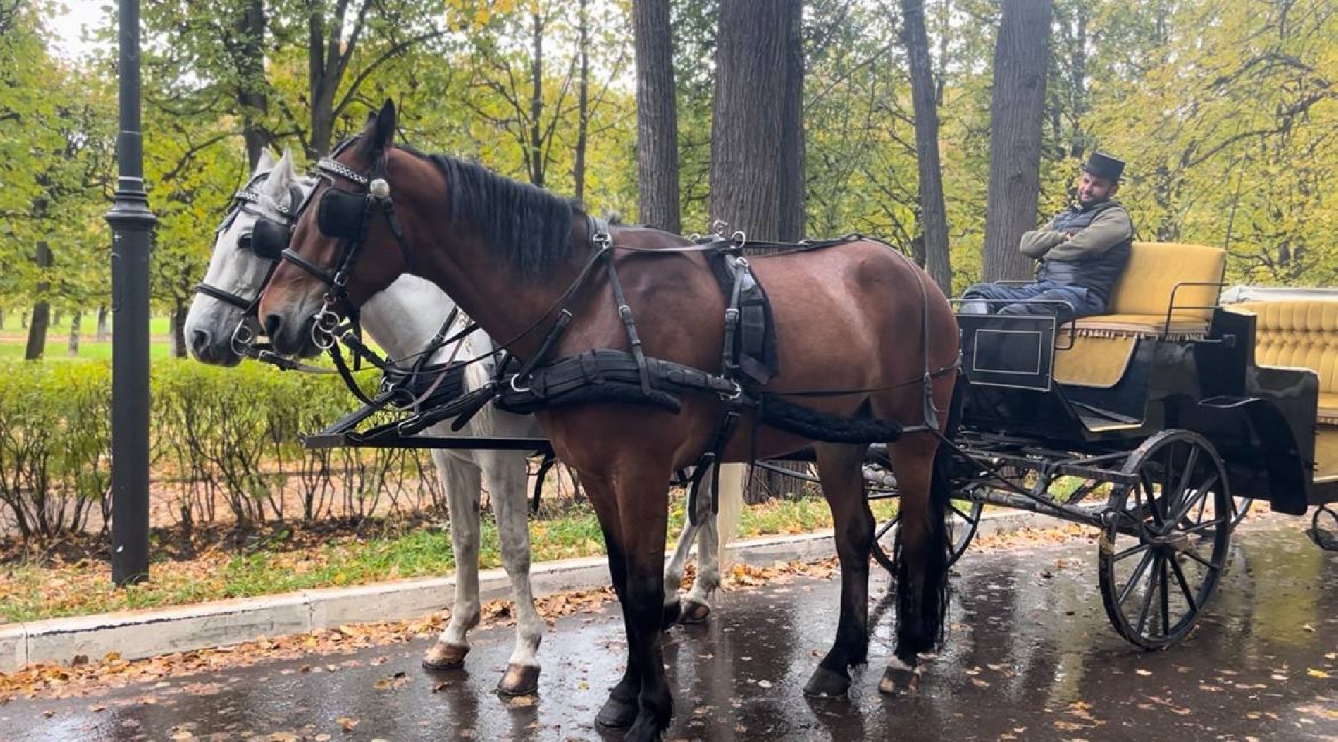 красногорск, лошади, усадьба, прогулка,