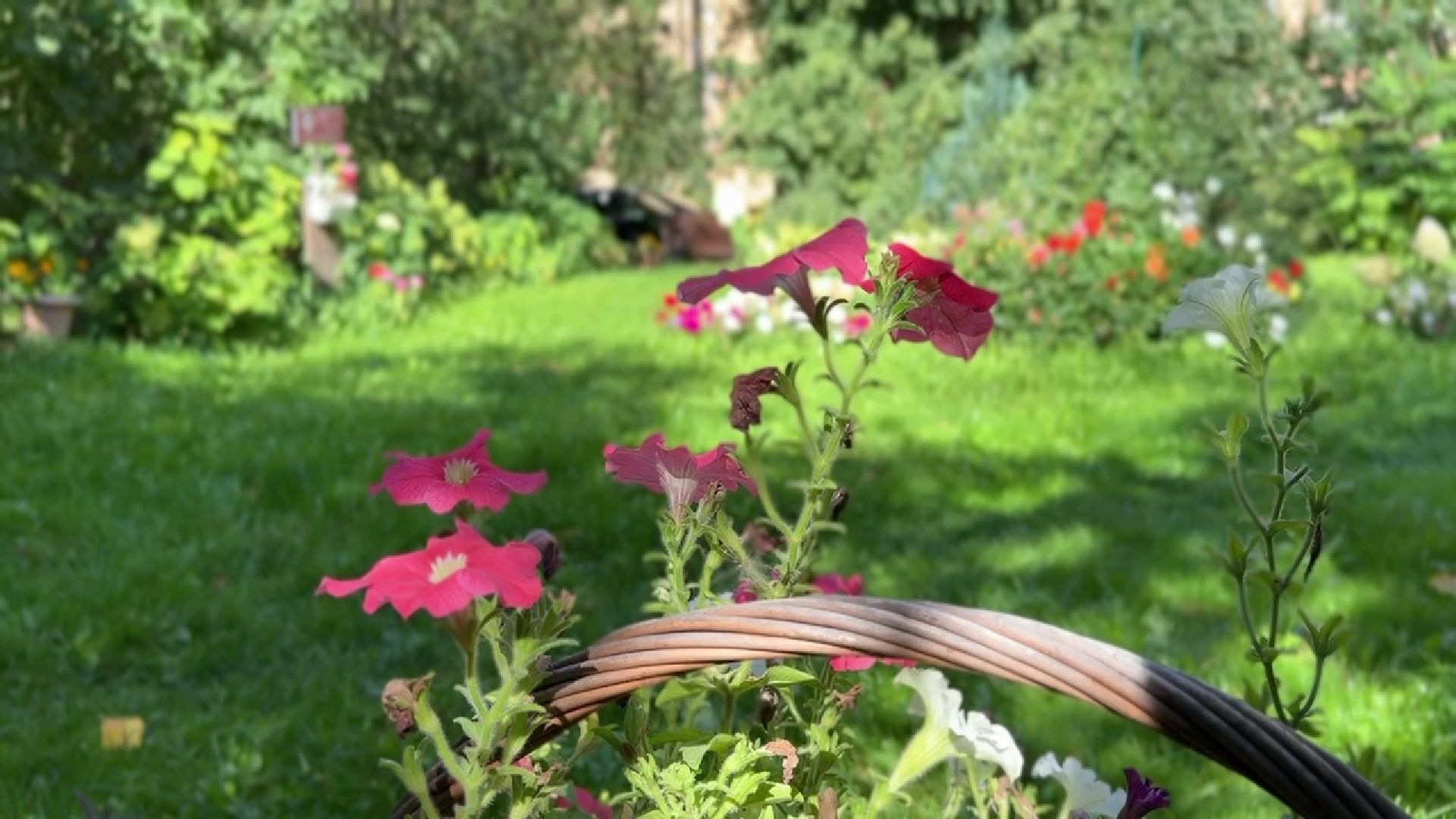 Реутов, благоустройство, сквер, клумбы, цветы,