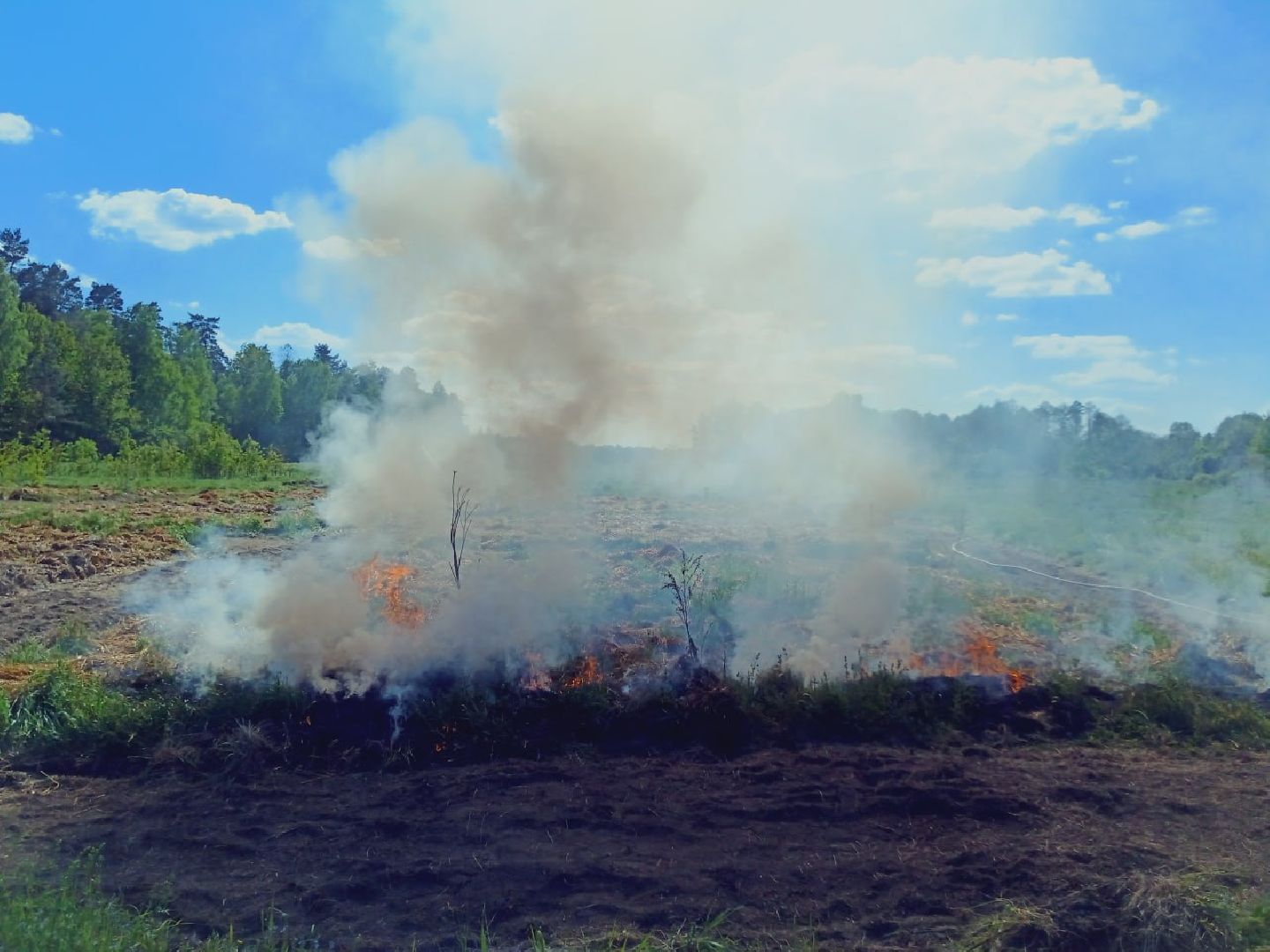 пушкино, лесное хозяйство,пожарная безопасность, пожарная безопасность в лесу, возгорание, тушение пожаров,лесовосстановление,фосфоритный, уникальная методика,