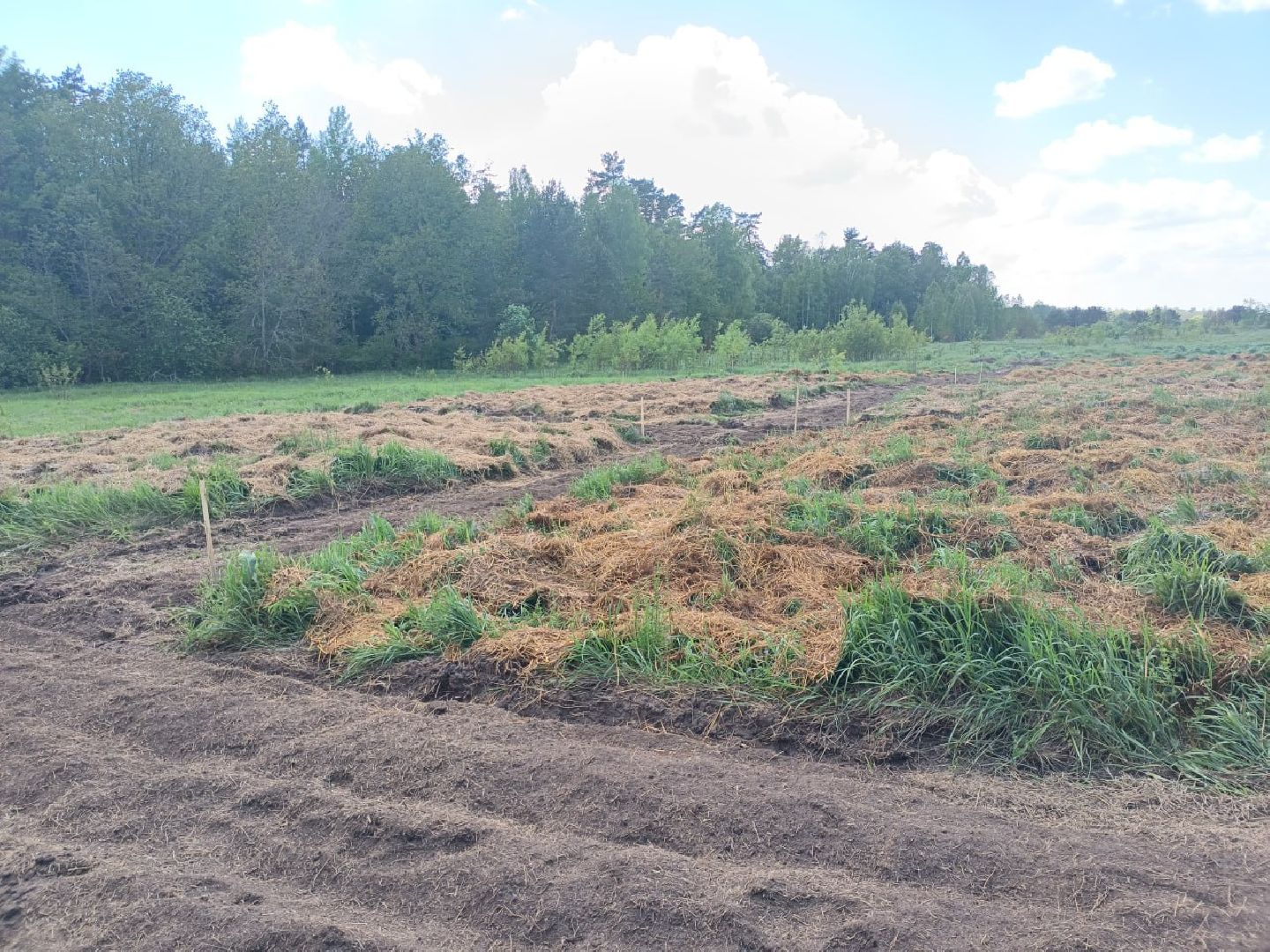 пушкино, лесное хозяйство,пожарная безопасность, пожарная безопасность в лесу, возгорание, тушение пожаров,лесовосстановление,фосфоритный, уникальная методика,