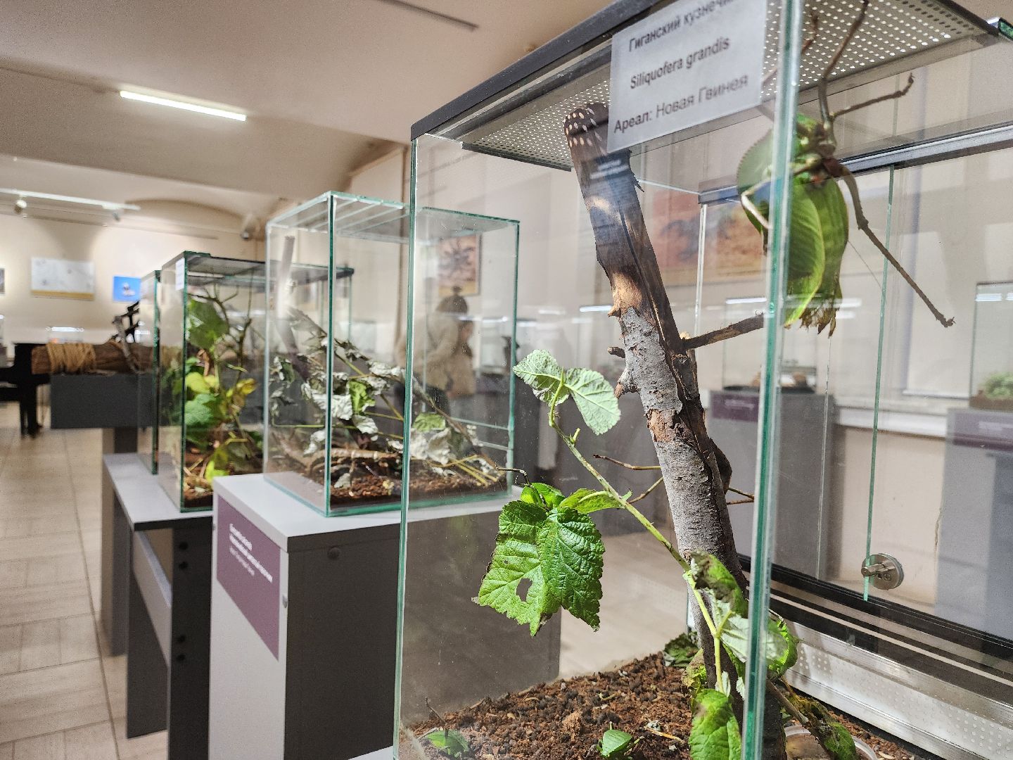 раменское, культура, раменский историко-художественный музей, выставка планета пауков,