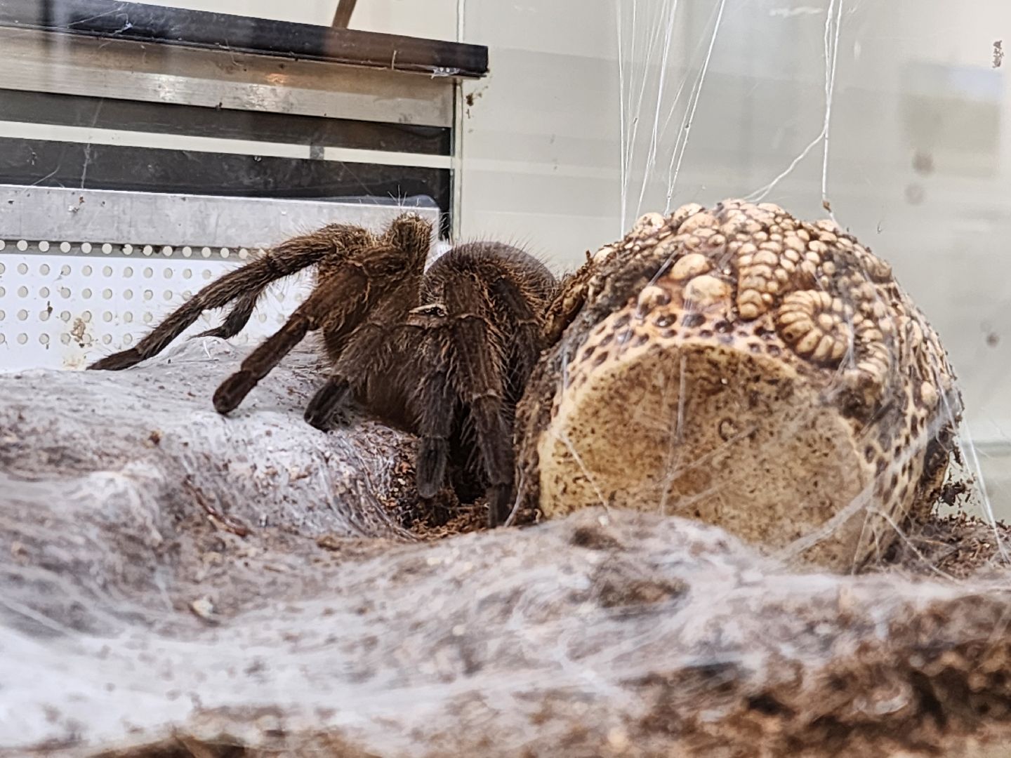 раменское, культура, раменский историко-художественный музей, выставка планета пауков,