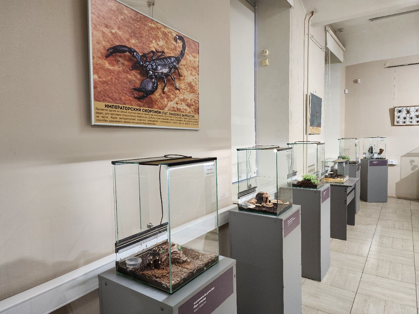 раменское, культура, раменский историко-художественный музей, выставка планета пауков,