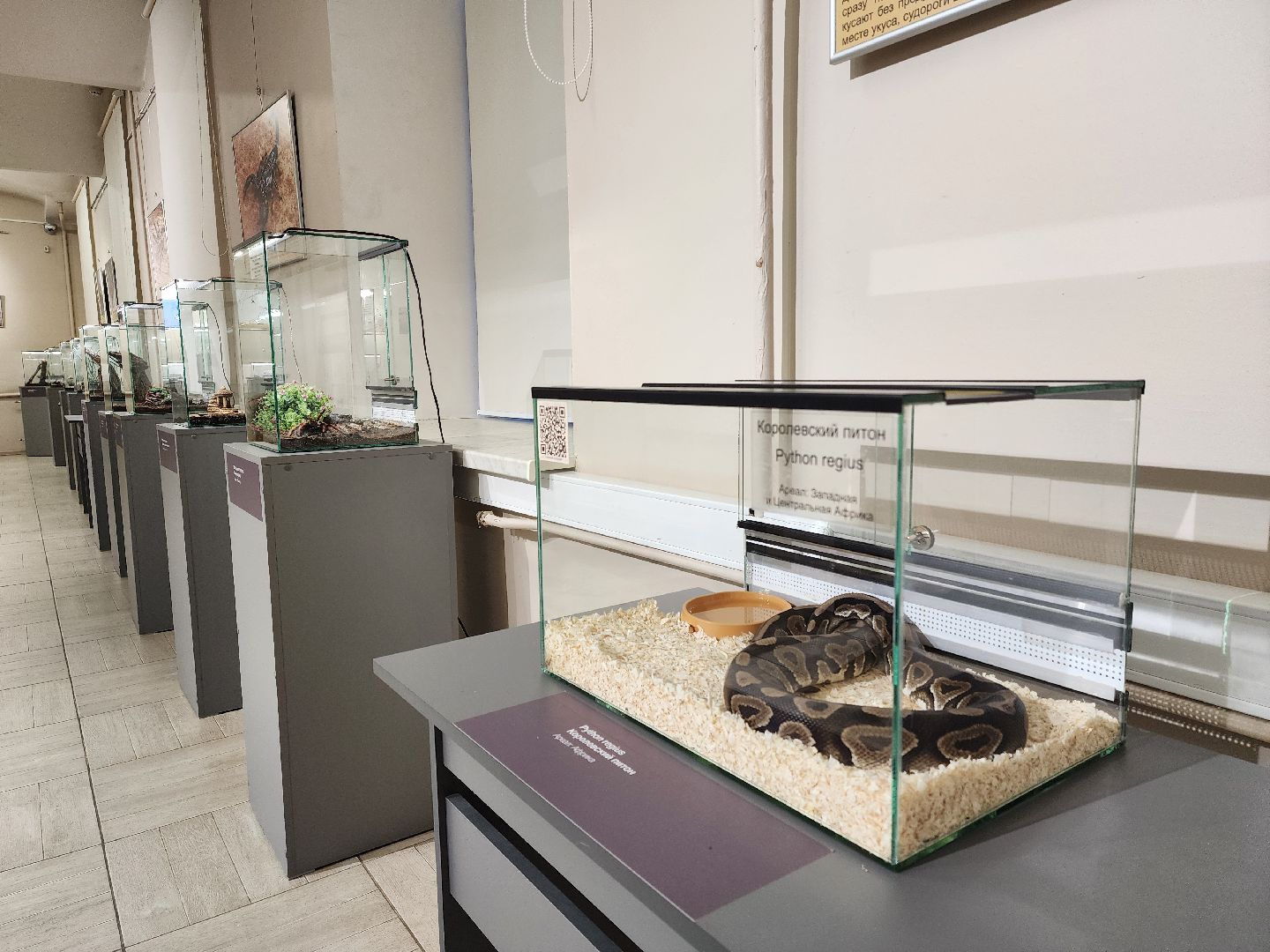 раменское, культура, раменский историко-художественный музей, выставка планета пауков,