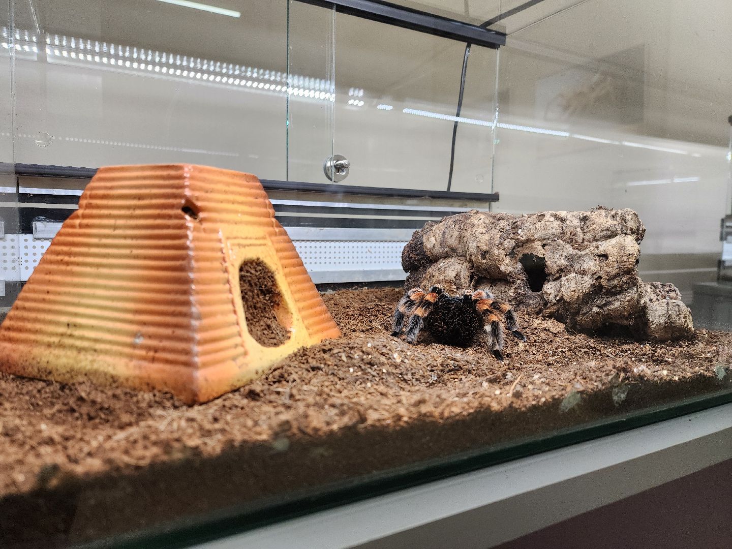 раменское, культура, раменский историко-художественный музей, выставка планета пауков,