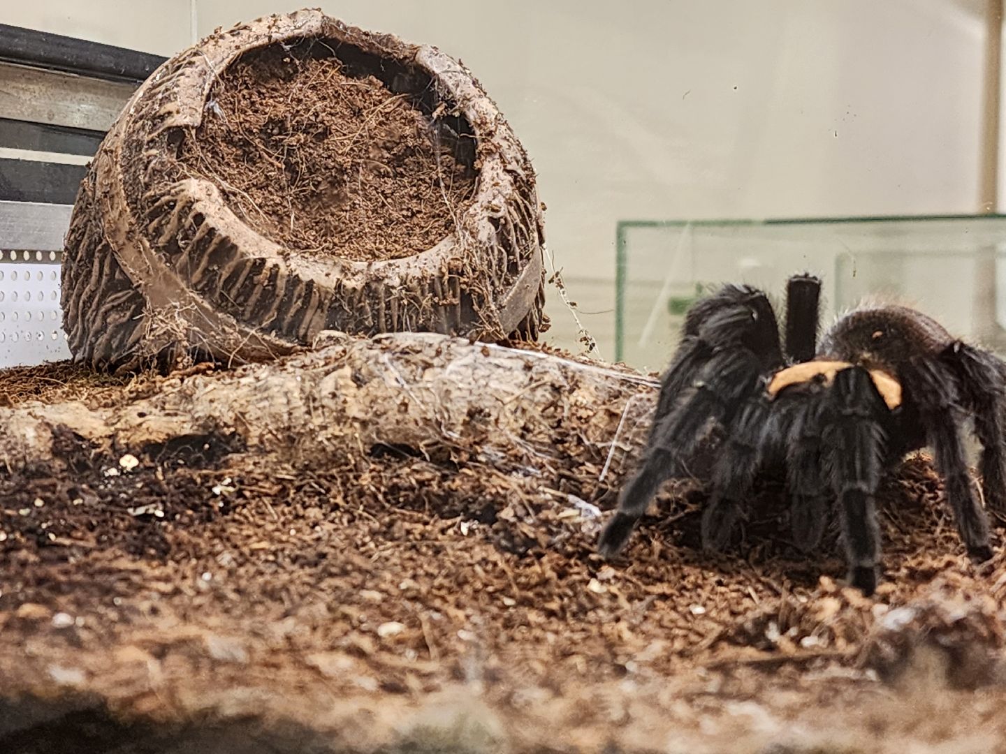 раменское, культура, раменский историко-художественный музей, выставка планета пауков,