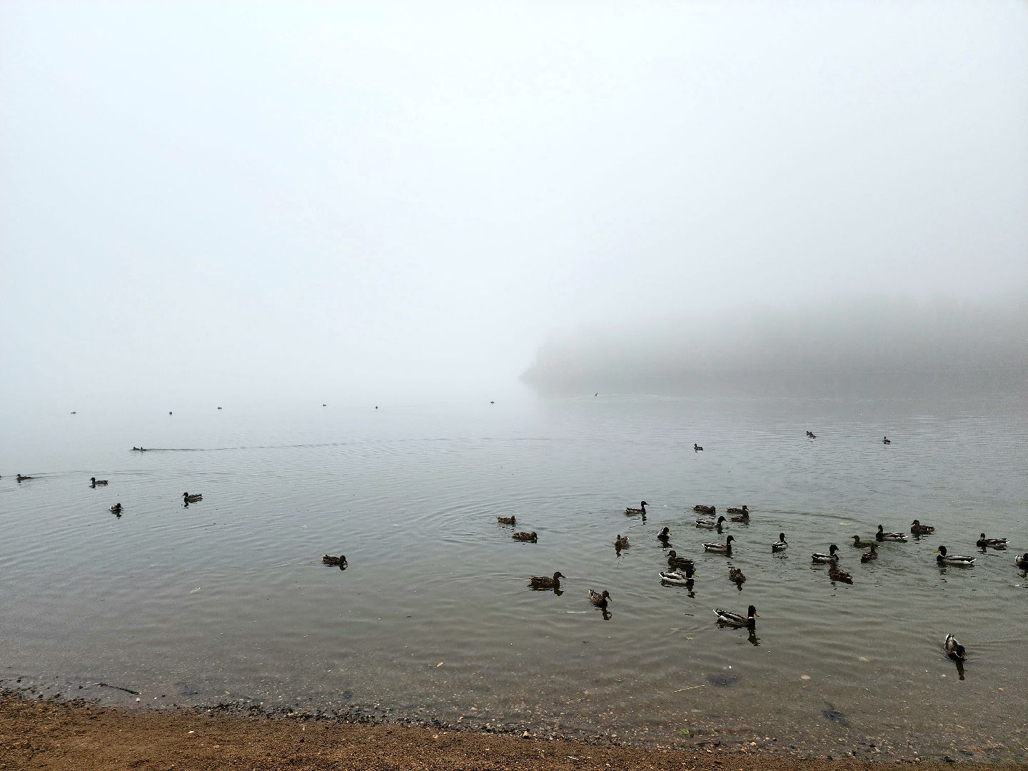 солнечногорск, сенеж , осень, туман, озеро,